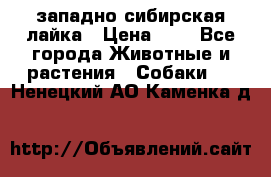 западно сибирская лайка › Цена ­ 0 - Все города Животные и растения » Собаки   . Ненецкий АО,Каменка д.